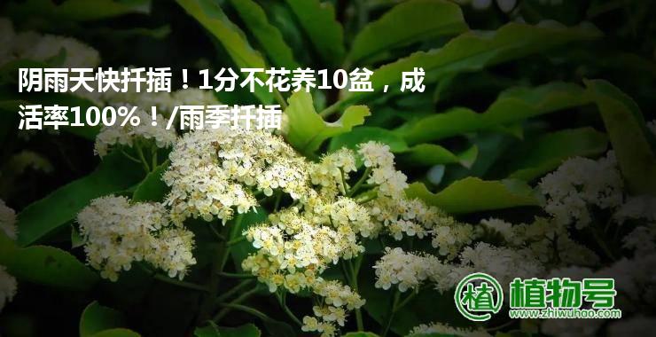 阴雨天快扦插！1分不花养10盆，成活率100%！/雨季扦插