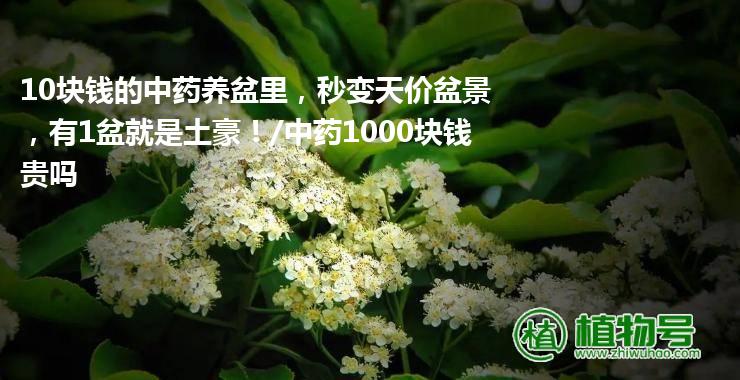 10块钱的中药养盆里，秒变天价盆景，有1盆就是土豪！/中药1000块钱贵吗