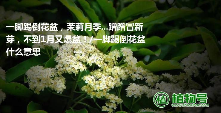 一脚踢倒花盆，茉莉月季...蹭蹭冒新芽，不到1月又爆盆！/一脚踢倒花盆什么意思