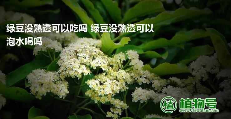 绿豆没熟透可以吃吗 绿豆没熟透可以泡水喝吗