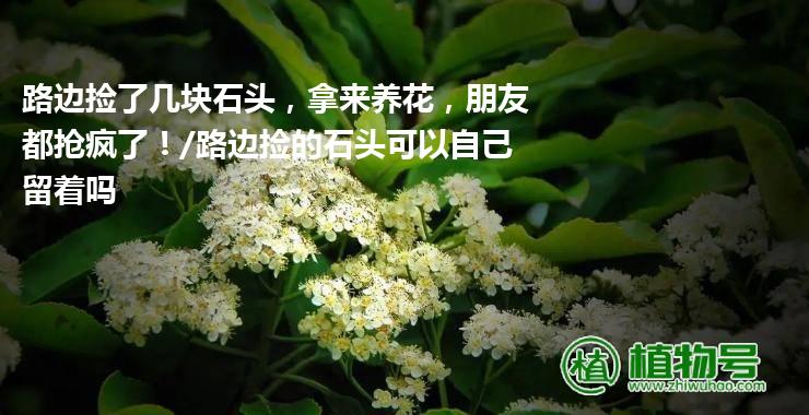 路边捡了几块石头，拿来养花，朋友都抢疯了！/路边捡的石头可以自己留着吗