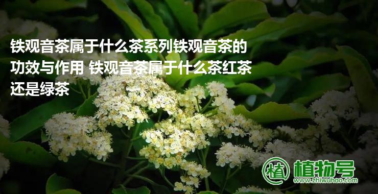 铁观音茶属于什么茶系列铁观音茶的功效与作用 铁观音茶属于什么茶红茶还是绿茶