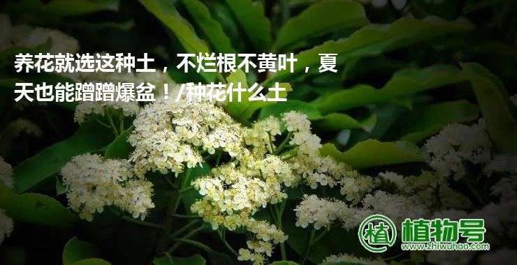 养花就选这种土，不烂根不黄叶，夏天也能蹭蹭爆盆！/种花什么土