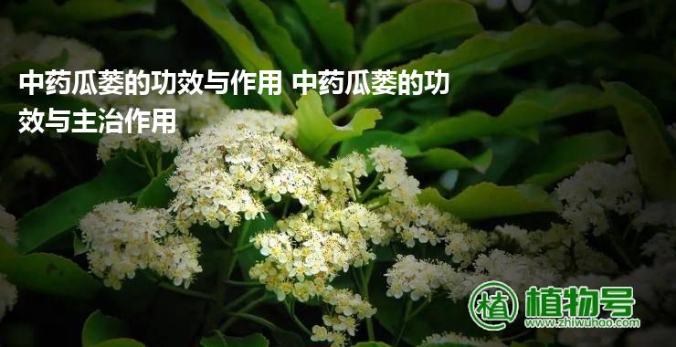 中药瓜蒌的功效与作用 中药瓜蒌的功效与主治作用