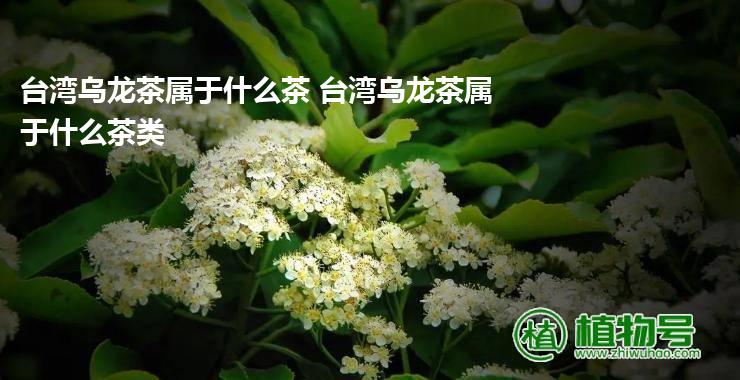 台湾乌龙茶属于什么茶 台湾乌龙茶属于什么茶类