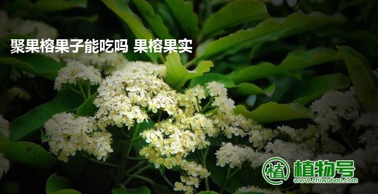 聚果榕果子能吃吗 果榕果实