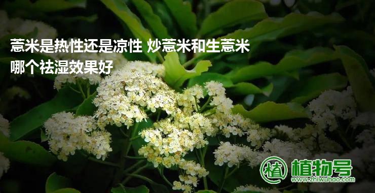 薏米是热性还是凉性 炒薏米和生薏米哪个祛湿效果好