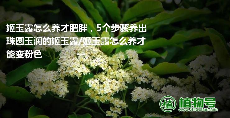 姬玉露怎么养才肥胖，5个步骤养出珠圆玉润的姬玉露/姬玉露怎么养才能变粉色