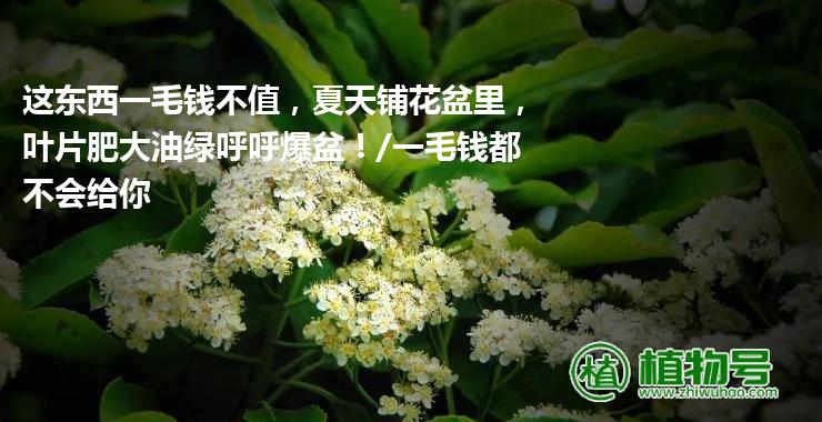 这东西一毛钱不值，夏天铺花盆里，叶片肥大油绿呼呼爆盆！/一毛钱都不会给你