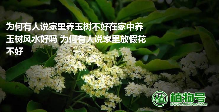 为何有人说家里养玉树不好在家中养玉树风水好吗 为何有人说家里放假花不好