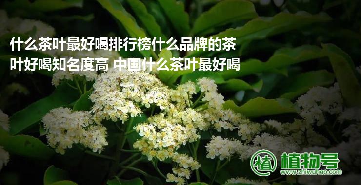 什么茶叶最好喝排行榜什么品牌的茶叶好喝知名度高 中国什么茶叶最好喝