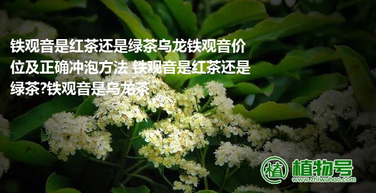 铁观音是红茶还是绿茶乌龙铁观音价位及正确冲泡方法 铁观音是红茶还是绿茶?铁观音是乌龙茶