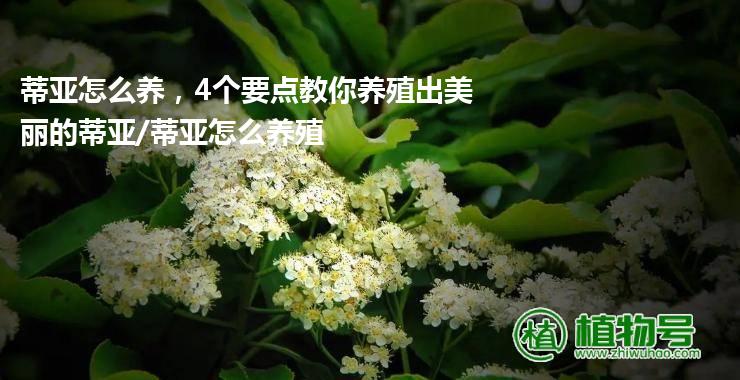 蒂亚怎么养，4个要点教你养殖出美丽的蒂亚/蒂亚怎么养殖