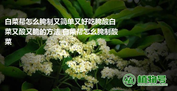 白菜帮怎么腌制又简单又好吃腌酸白菜又酸又脆的方法 白菜帮怎么腌制酸菜