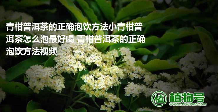 青柑普洱茶的正确泡饮方法小青柑普洱茶怎么泡最好喝 青柑普洱茶的正确泡饮方法视频