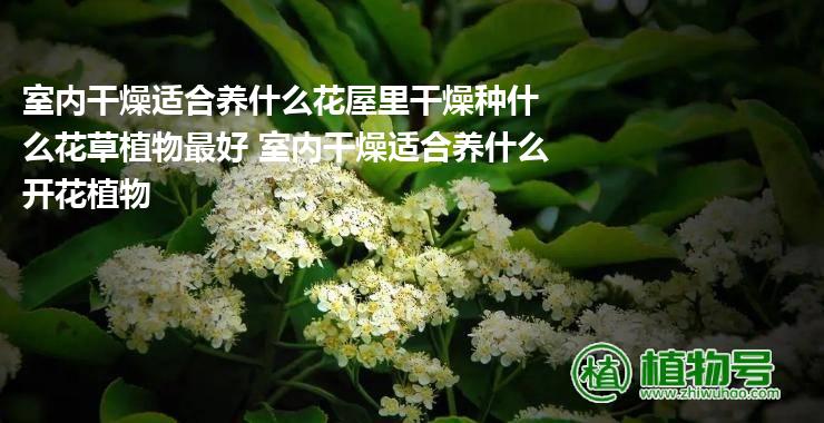 室内干燥适合养什么花屋里干燥种什么花草植物最好 室内干燥适合养什么开花植物