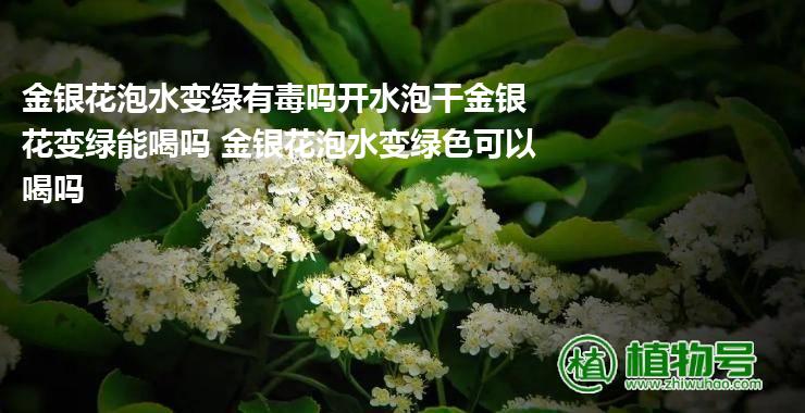 金银花泡水变绿有毒吗开水泡干金银花变绿能喝吗 金银花泡水变绿色可以喝吗