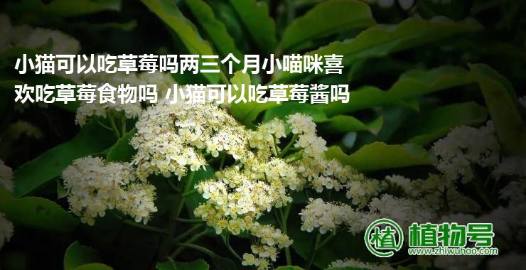 小猫可以吃草莓吗两三个月小喵咪喜欢吃草莓食物吗 小猫可以吃草莓酱吗