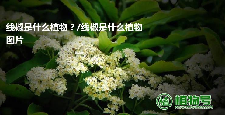 线椒是什么植物？/线椒是什么植物图片