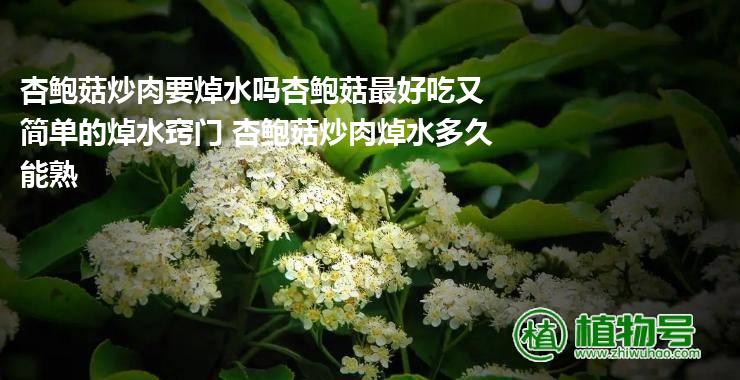 杏鲍菇炒肉要焯水吗杏鲍菇最好吃又简单的焯水窍门 杏鲍菇炒肉焯水多久能熟