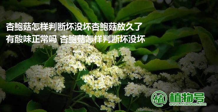 杏鲍菇怎样判断坏没坏杏鲍菇放久了有酸味正常吗 杏鲍菇怎样判断坏没坏