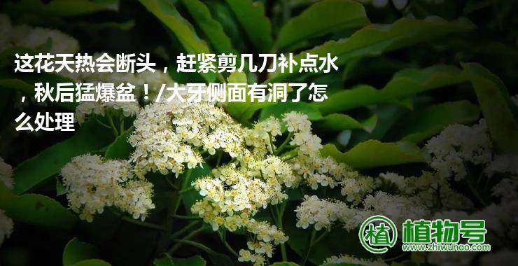 这花天热会断头，赶紧剪几刀补点水，秋后猛爆盆！/大牙侧面有洞了怎么处理