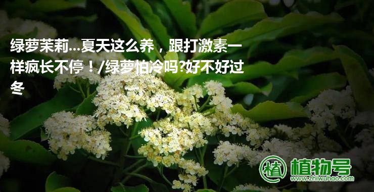 绿萝茉莉...夏天这么养，跟打激素一样疯长不停！/绿萝怕冷吗?好不好过冬