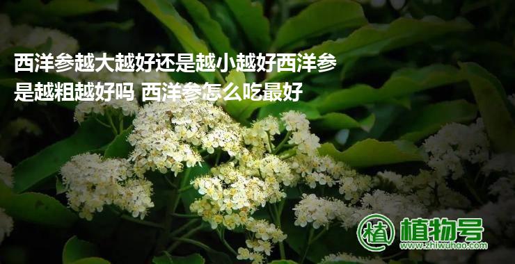 西洋参越大越好还是越小越好西洋参是越粗越好吗 西洋参怎么吃最好