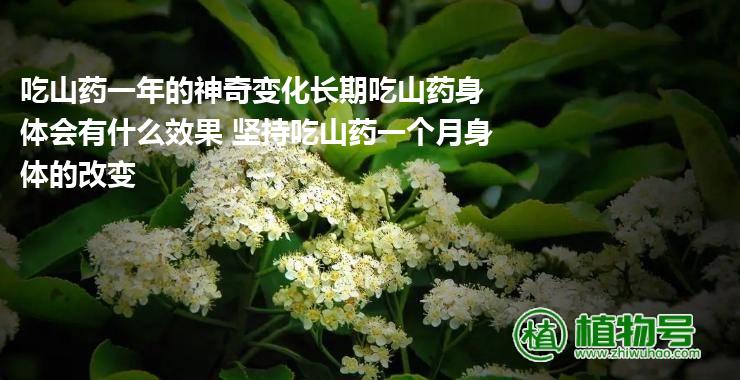 吃山药一年的神奇变化长期吃山药身体会有什么效果 坚持吃山药一个月身体的改变