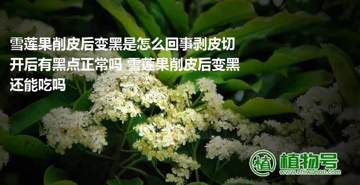 雪莲果削皮后变黑是怎么回事剥皮切开后有黑点正常吗 雪莲果削皮后变黑还能吃吗