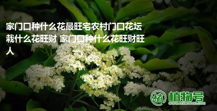 家门口种什么花最旺宅农村门口花坛栽什么花旺财 家门口种什么花旺财旺人