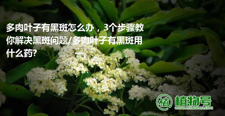 多肉叶子有黑斑怎么办，3个步骤教你解决黑斑问题/多肉叶子有黑斑用什么药?