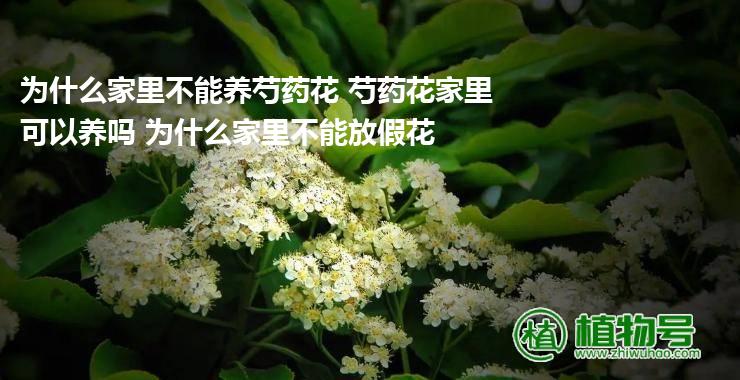 为什么家里不能养芍药花 芍药花家里可以养吗 为什么家里不能放假花