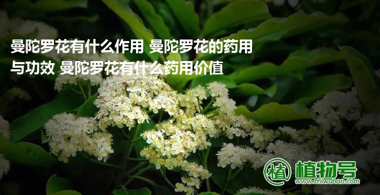 曼陀罗花有什么作用 曼陀罗花的药用与功效 曼陀罗花有什么药用价值