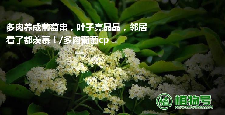 多肉养成葡萄串，叶子亮晶晶，邻居看了都羡慕！/多肉葡萄cp