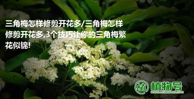 三角梅怎样修剪开花多/三角梅怎样修剪开花多,3个技巧让你的三角梅繁花似锦!