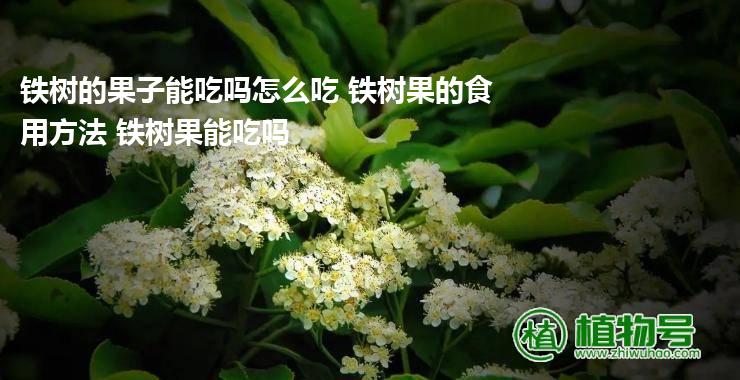 铁树的果子能吃吗怎么吃 铁树果的食用方法 铁树果能吃吗