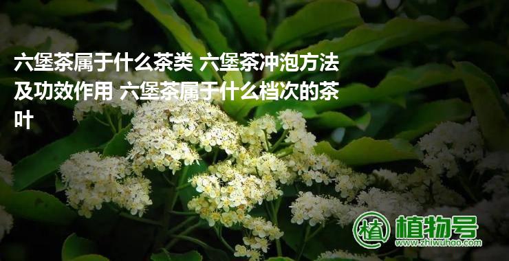 六堡茶属于什么茶类 六堡茶冲泡方法及功效作用 六堡茶属于什么档次的茶叶