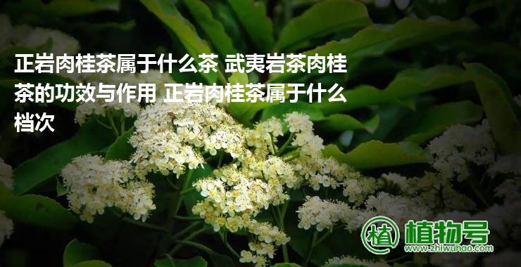 正岩肉桂茶属于什么茶 武夷岩茶肉桂茶的功效与作用 正岩肉桂茶属于什么档次