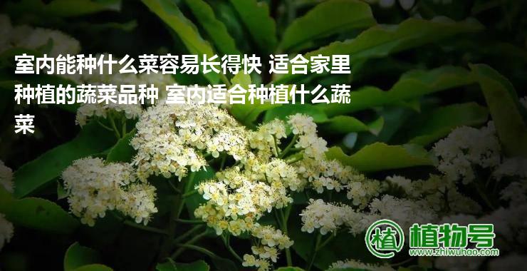 室内能种什么菜容易长得快 适合家里种植的蔬菜品种 室内适合种植什么蔬菜