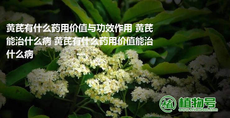 黄芪有什么药用价值与功效作用 黄芪能治什么病 黄芪有什么药用价值能治什么病