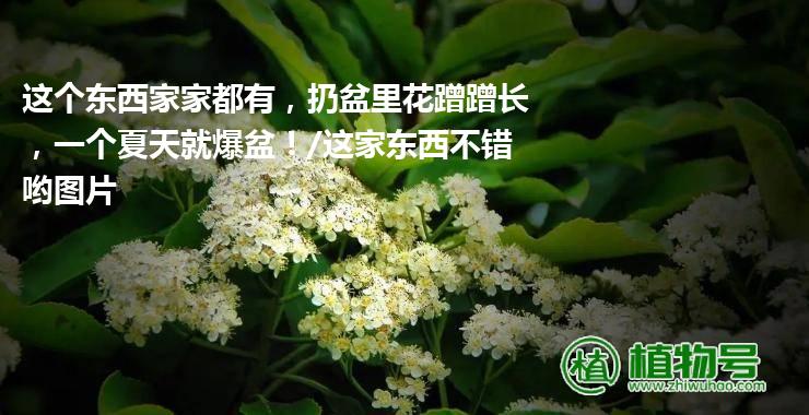 这个东西家家都有，扔盆里花蹭蹭长，一个夏天就爆盆！/这家东西不错哟图片