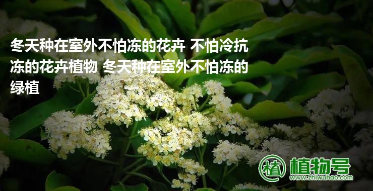 冬天种在室外不怕冻的花卉 不怕冷抗冻的花卉植物 冬天种在室外不怕冻的绿植