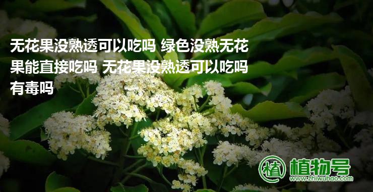 无花果没熟透可以吃吗 绿色没熟无花果能直接吃吗 无花果没熟透可以吃吗有毒吗