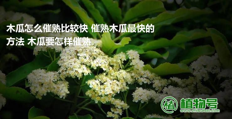 木瓜怎么催熟比较快 催熟木瓜最快的方法 木瓜要怎样催熟