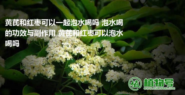 黄芪和红枣可以一起泡水喝吗 泡水喝的功效与副作用 黄芪和红枣可以泡水喝吗