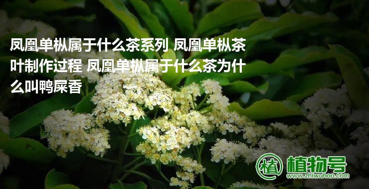 凤凰单枞属于什么茶系列 凤凰单枞茶叶制作过程 凤凰单枞属于什么茶为什么叫鸭屎香