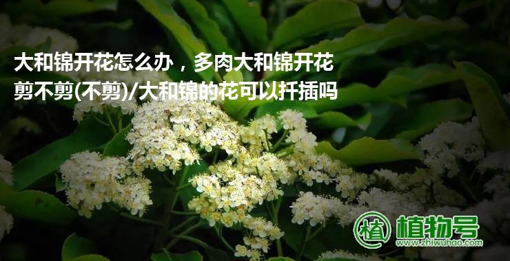 大和锦开花怎么办，多肉大和锦开花剪不剪(不剪)/大和锦的花可以扦插吗