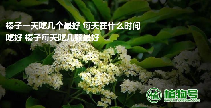 榛子一天吃几个最好 每天在什么时间吃好 榛子每天吃几颗最好