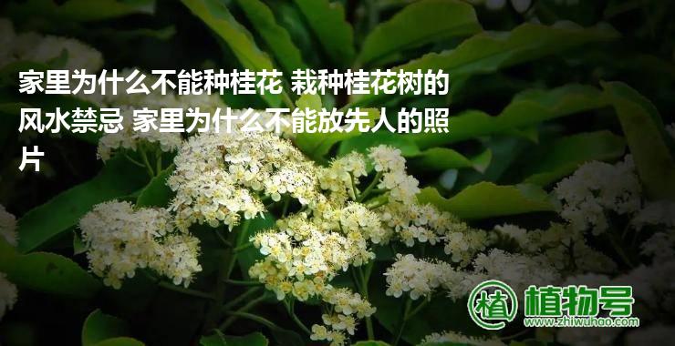 家里为什么不能种桂花 栽种桂花树的风水禁忌 家里为什么不能放先人的照片